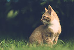 Picture of Cat