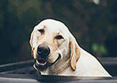 Picture of Dog